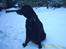 Labrador retriever Fie...(DØD:(  - snee