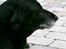 Labrador retriever Fie...(DØD:(  - hvor er jeg smuk...ik