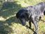 Labrador retriever Fie...(DØD:(  - Tøsen!