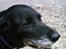 Labrador retriever Fie...(DØD:(  - er jeg ik fin...?