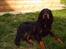 Gordon setter Fiona (Fie) *død* 