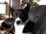 Karelsk bjørnehund Talli R.I.P 21 maj 2010