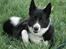 Karelsk bjørnehund Talli R.I.P 21 maj 2010