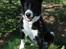 Karelsk bjørnehund Talli R.I.P 21 maj 2010