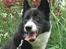 Karelsk bjørnehund Talli R.I.P 21 maj 2010 - Nyt