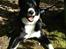 Karelsk bjørnehund Talli R.I.P 21 maj 2010