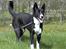 Karelsk bjørnehund Talli R.I.P 21 maj 2010