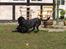 Labrador retriever Model og Emma
