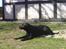 Labrador retriever Model og Emma