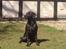 Labrador retriever Model og Emma