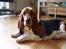 Basset hound Holger - Første dag hos mine nye forældre, 4 mdr. gammel