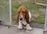 Basset hound Holger - Gad vide hvad det bruges til