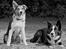 Border collie Indiana Jones "Indi" - RIP - Indi og "lillebror" Dundee (Billedet taget af Gitte fra Schnauzerpower.dk)