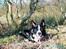 Border collie Indiana Jones "Indi" - RIP - En smuk hund i smukke omgivelser