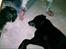 Labrador retriever Fie...(DØD:(  - det sidste billede jeg fik af hend. . .