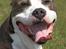 Amerikansk staffordshire terrier Jake - R.I.P  04/08-11  R.I.P - VELKOMMEN TIL MIN PROFIL c",)