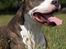 Amerikansk staffordshire terrier Jake - R.I.P  04/08-11  R.I.P