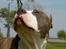 Amerikansk staffordshire terrier Jake - R.I.P  04/08-11  R.I.P