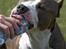 Amerikansk staffordshire terrier Jake - R.I.P  04/08-11  R.I.P