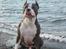 Amerikansk staffordshire terrier Jake - R.I.P  04/08-11  R.I.P