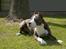 Amerikansk staffordshire terrier Jake - R.I.P  04/08-11  R.I.P