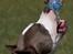 Amerikansk staffordshire terrier Jake - R.I.P  04/08-11  R.I.P - Nøøj jeg er trøsigt   :-P