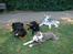 Amerikansk staffordshire terrier Jake - R.I.P  04/08-11  R.I.P