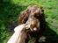 Cocker spaniel Tjili