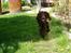 Cocker spaniel Tjili