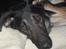Blanding af racer Samson - Samson tar´ sig lige en bette lur..