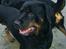 Rottweiler Tiny *18-12* - Våde Tiny 3 maj 2005
