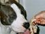 Amerikansk staffordshire terrier Jake - R.I.P  04/08-11  R.I.P