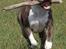 Amerikansk staffordshire terrier Jake - R.I.P  04/08-11  R.I.P