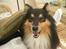 Shetland sheepdog  Wiegun Chang - Chang i sommers igen .. ;)