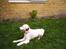 Engelsk setter Cheik
