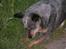 Australsk cattledog Dinky