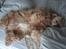 Amerikansk cocker spaniel da-nillo ( nillo )(død) - sådan er det at være hund her i huset........