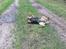 Australsk cattledog Gizmo 