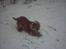 Cocker spaniel Mikkel - R.I.P