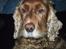 Cocker spaniel Mikkel - R.I.P