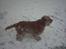 Cocker spaniel Mikkel - R.I.P