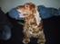 Cocker spaniel Mikkel - R.I.P - Er jeg ikk flot...?