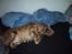 Cocker spaniel Mikkel - R.I.P - Det klør, og så er det sjovt når der kommer mange hundehår på sengen, så bliver Lisette rigtig sur.. hehe