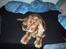 Cocker spaniel Mikkel - R.I.P - Elsker at ligge i sengen.. :)