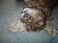Cocker spaniel Mikkel - R.I.P