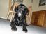 Labrador retriever Dundee - hov , hvad laver du ..... ???