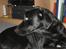Labrador retriever Dundee - hov , hvad var det ???? 