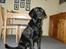 Labrador retriever Dundee - hei hei :D