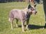 Australsk cattledog Dinky