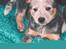 Australsk cattledog Dinky - Dinky ca 6 uger gammel